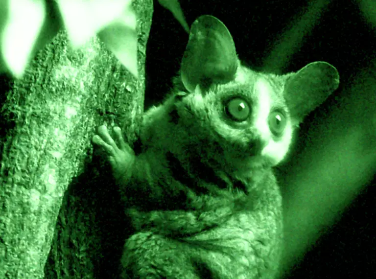 Bush babies at London Zoo