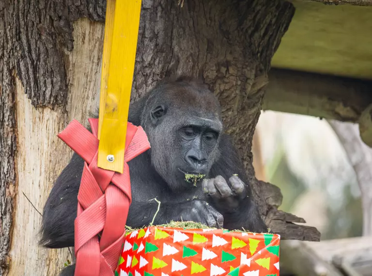 Gorilla enjoying Christmas dinner at London Zoo 