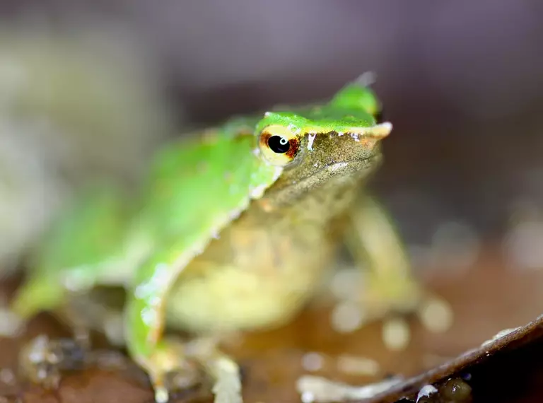 Darwin's frog