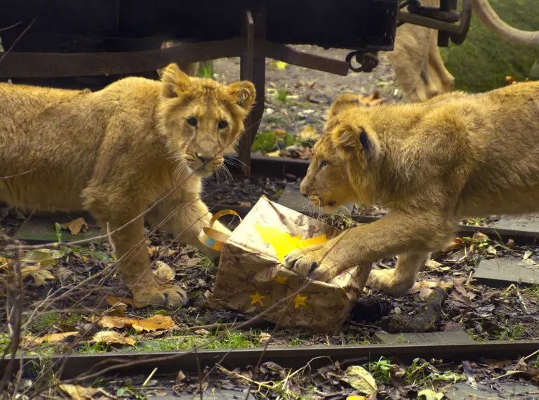 Lion cubs open Christmas present