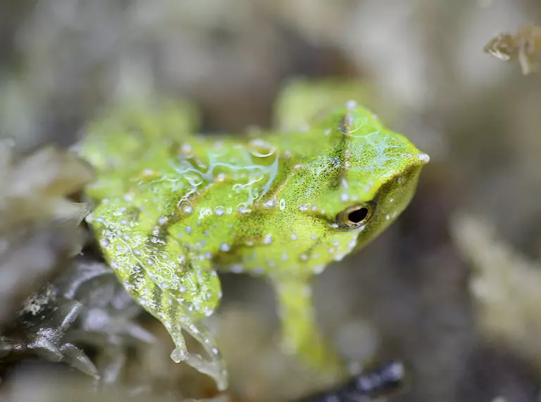 Darwin's frog metamorph