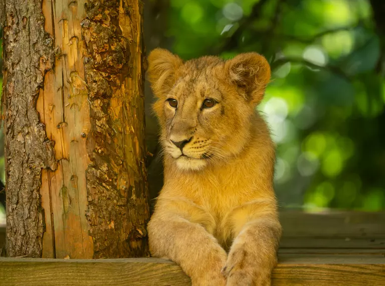 Lion cub at London Zoo