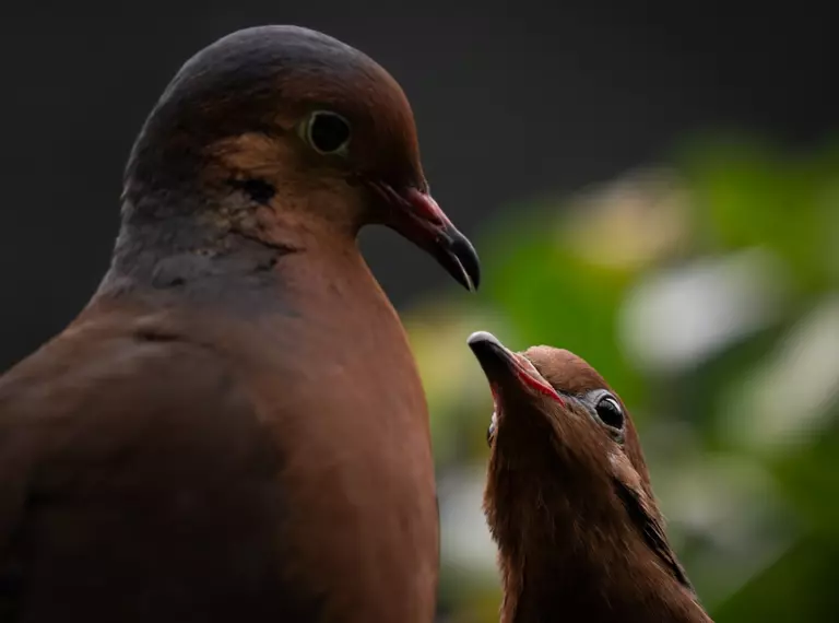 Socorro doves