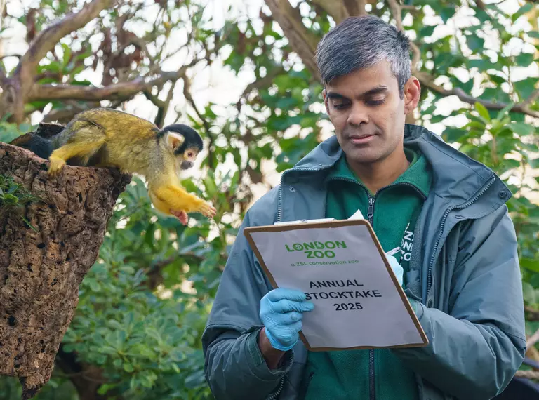 London Zoo stocktake squirrel monkey