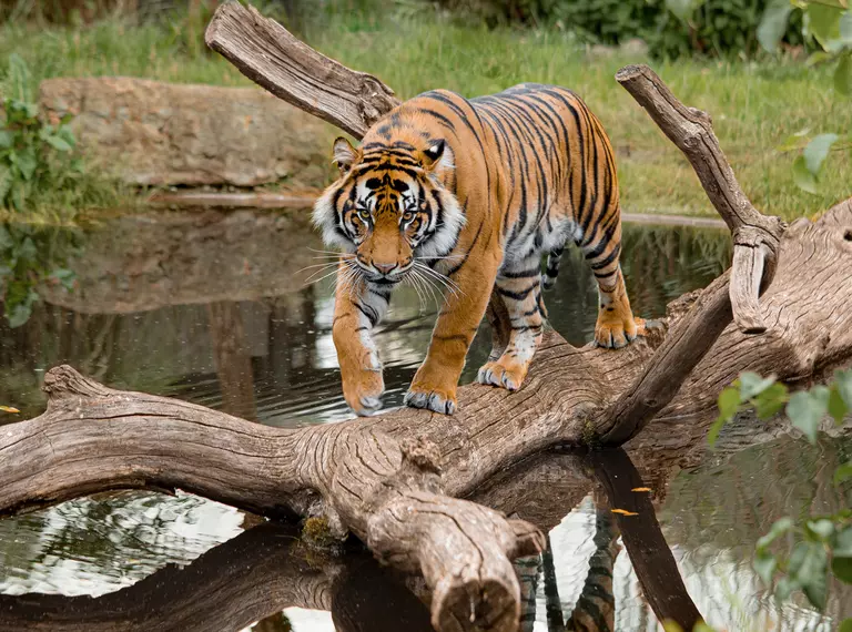 Sumatran tiger at London Zoo 