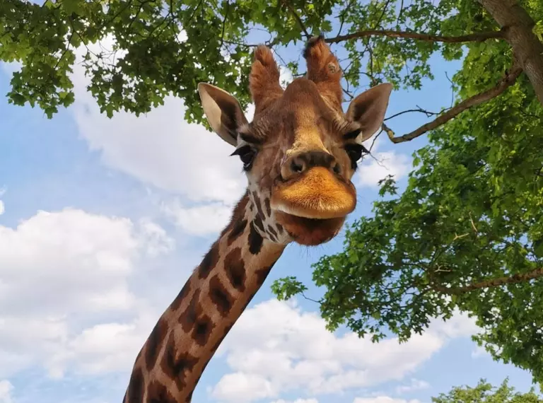 Maggie the giraffe at London Zoo