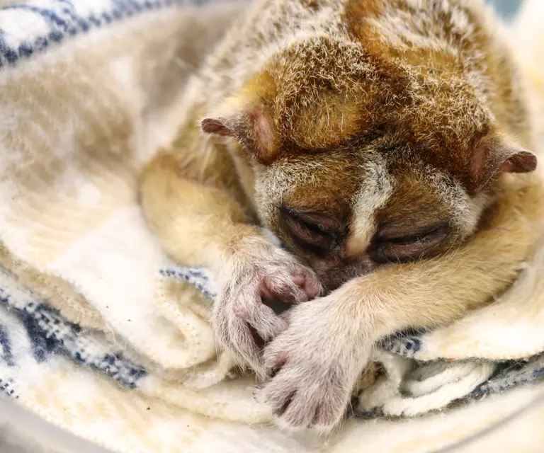 Ernest the pygmy slow loris recovers from general anaesthesia