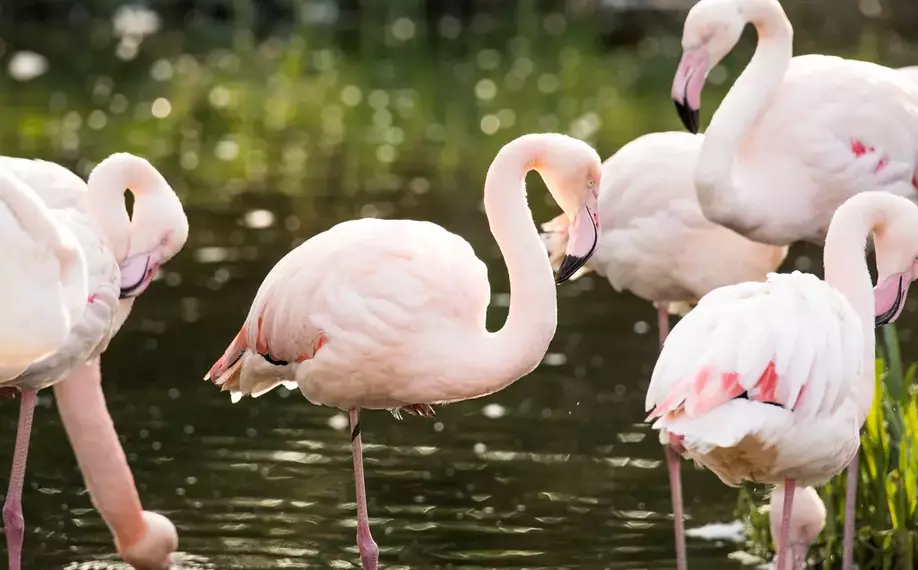 Flamingos at London Zoo