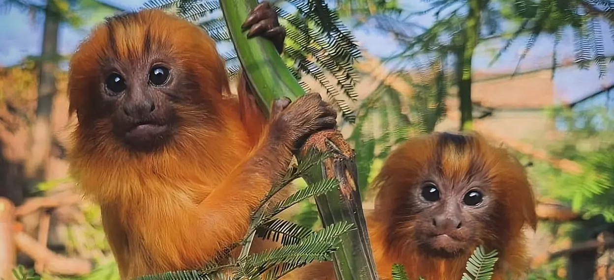 Pomelo (male, left) and Clementine (female, right) the golden lion tamarin twins (c) London Zoo