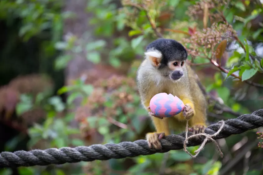 A squirrel monkey perches on a rope holding a small pink and purple patterned egg