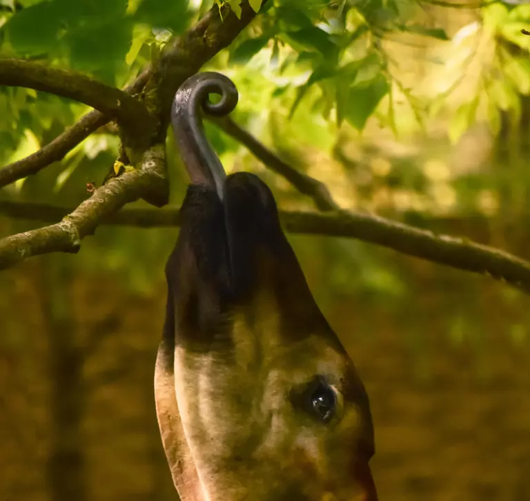 Okapi tongue
