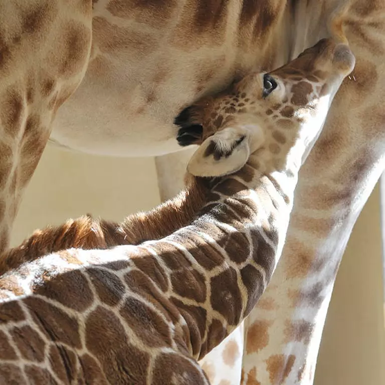 Giraffe calf feeding