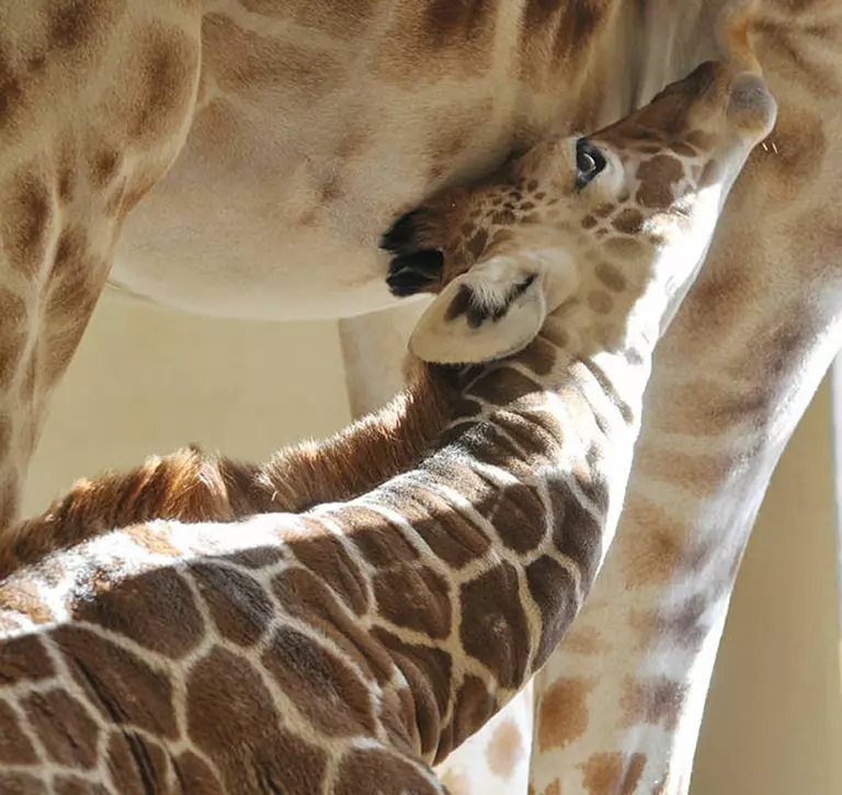 Giraffe calf feeding