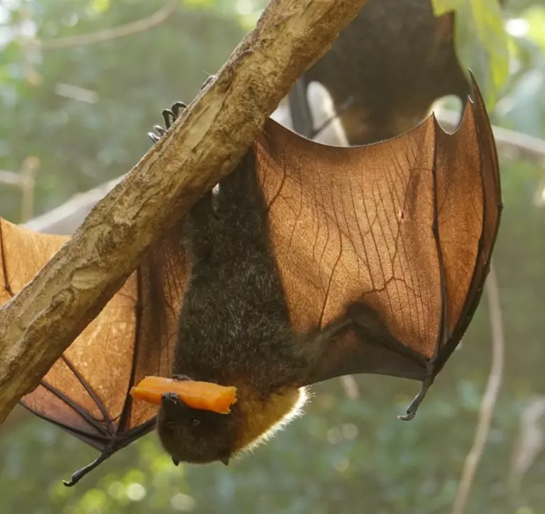 Rodrigues fruit bat Rainforest Life at London Zoo eating fruit upside down