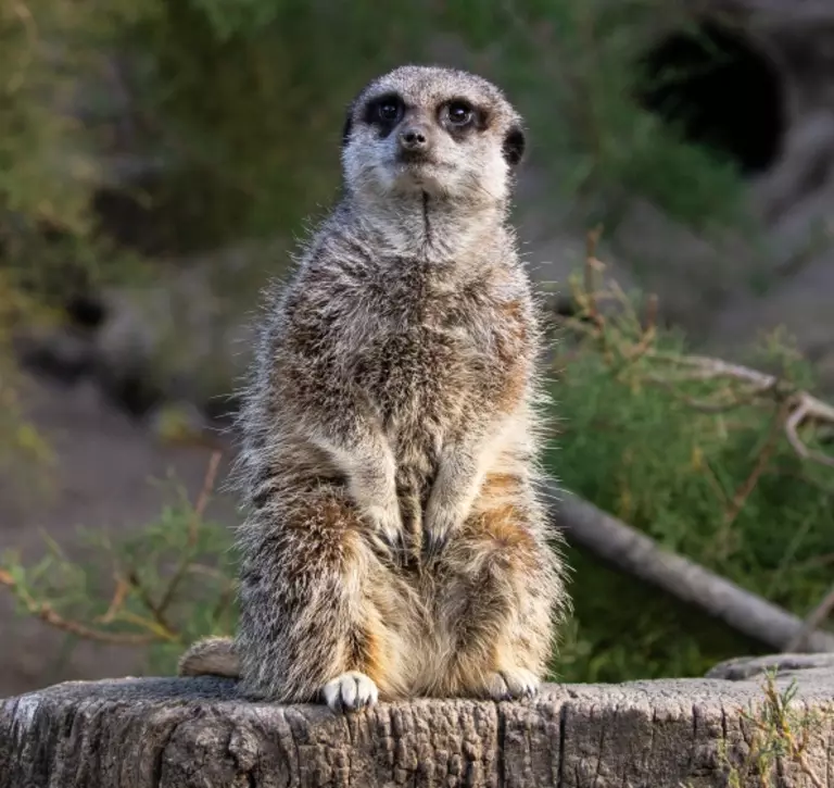 A meerkat standing at London Zoo