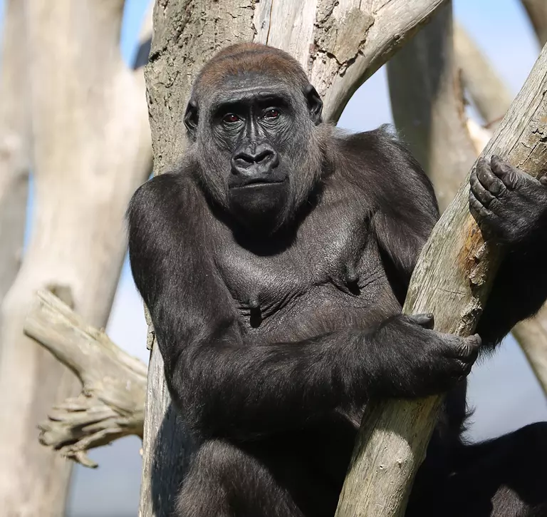Mjukuu the western lowland gorilla at London Zoo