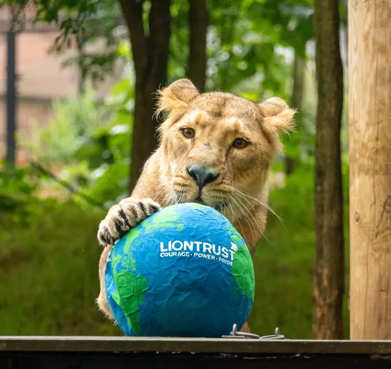 Asiatic lioness Arya gets her paws on a papier-mâché globe