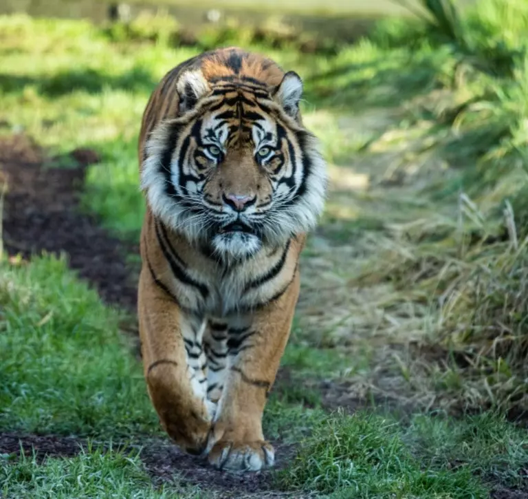 Asim walks through his Tiger Territory enclosure at London Zoo 