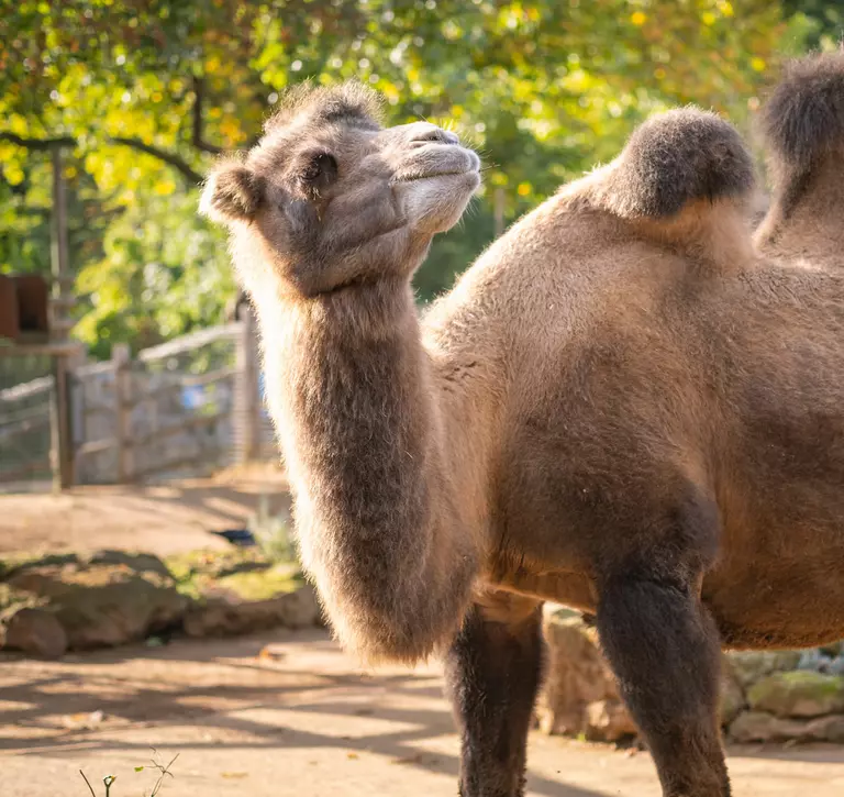 Domestic Bacterian camel at London Zoo