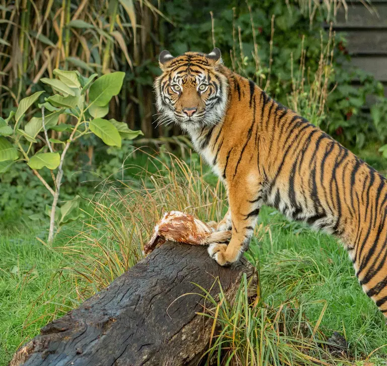 Female Sumatran tiger Gaysha stands on a log in her Tiger Territory home