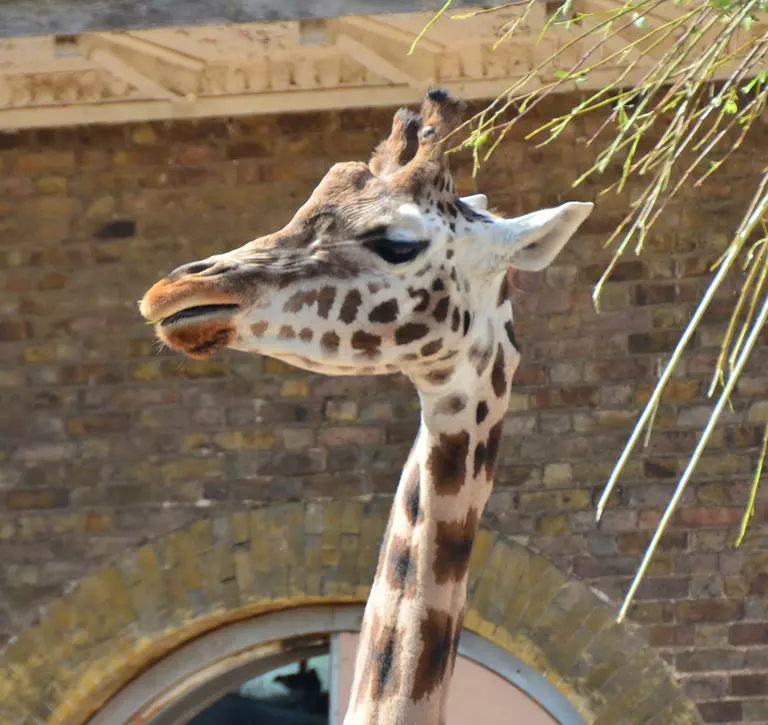 A giraffe at London Zoo