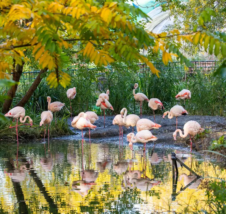 Greater flamingos in their habitat at London Zoo