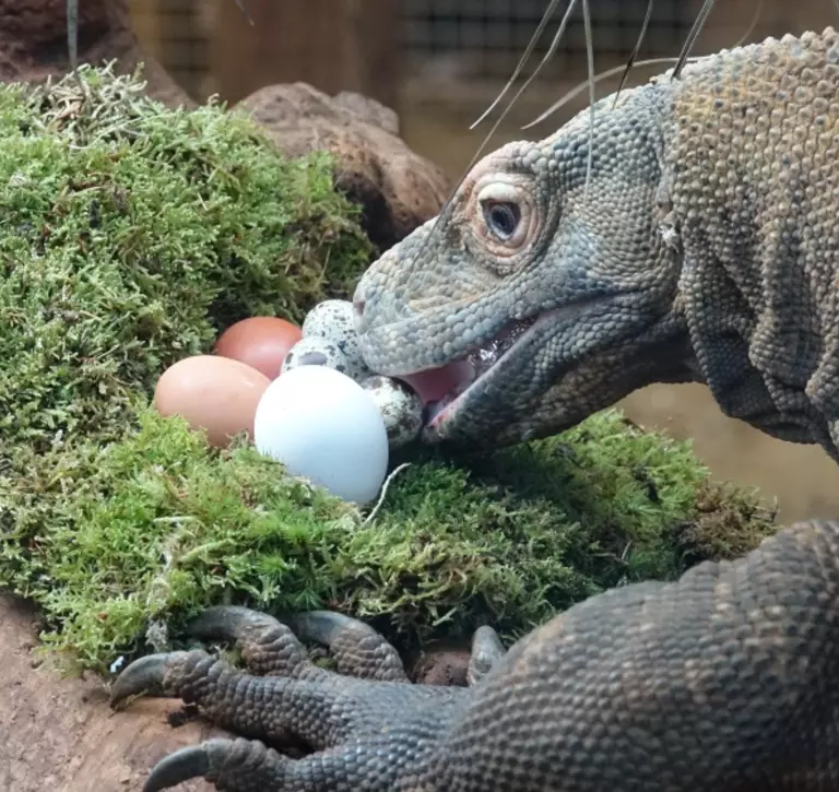 Komodo dragon Ganas enjoys eggs at London Zoo