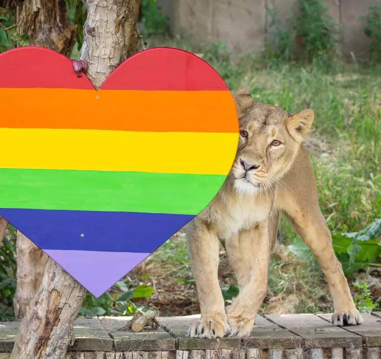 Asiatic lioness Arya investigates a rainbow-themed heart at London Zoo
