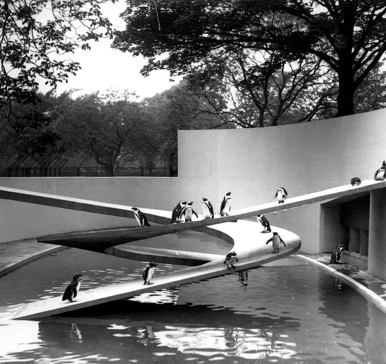 Penguins at Lubetkin penguin pool at London Zoo designed by Berthold Lubetkin