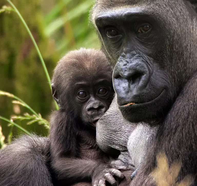 Mjukuu and Gernot, mother and baby gorilla at London Zoo