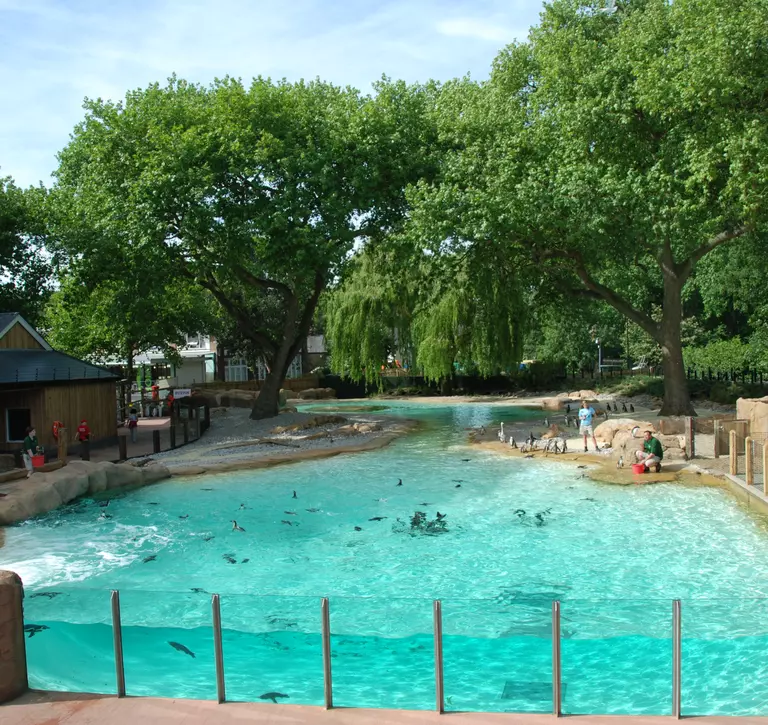 Penguin beach at London Zoo