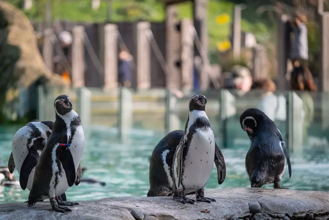Penguins standing on a rock on Penguin Beach