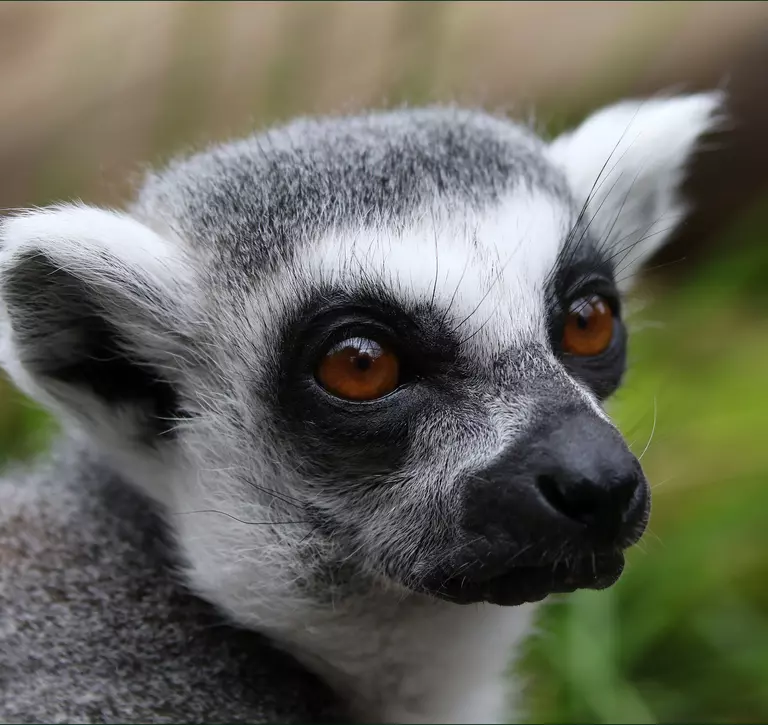 A close up of a ring-tailed lemur's face at London Zoo