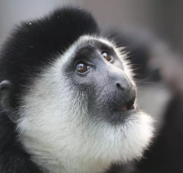 Eastern black-and-white colobus monkey looking upwards
