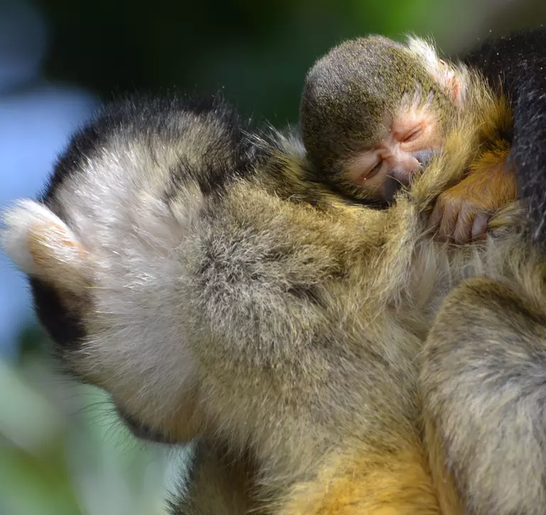 Squirrel monkey baby snoozes on mums back at London Zoo 