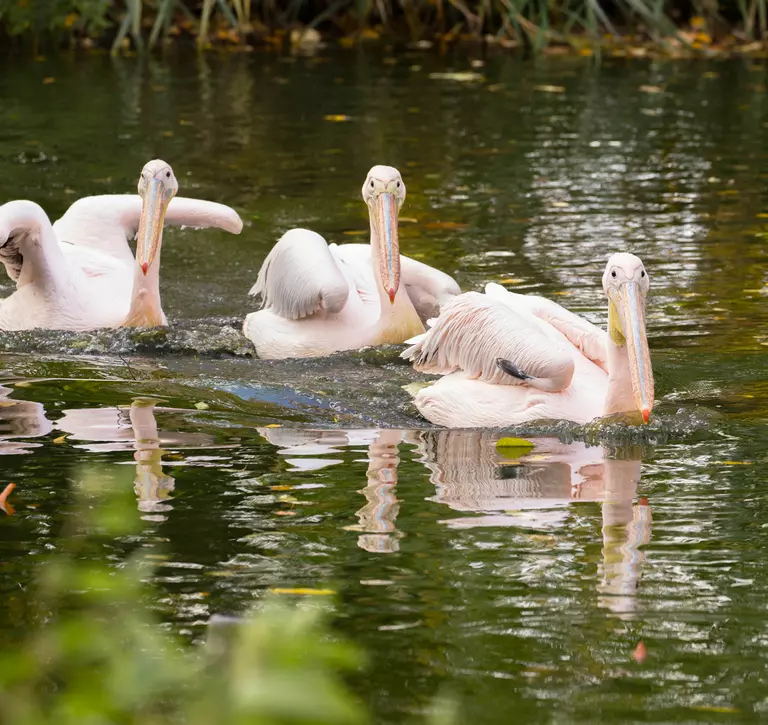Three pelicans in the water at London Zoo