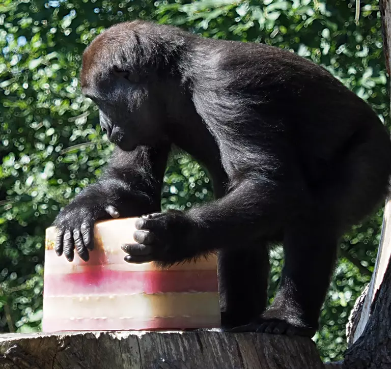 Western lowland gorilla Alika enjoying an ice lolly on the hottest day of the year