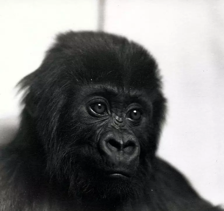 A portrait of the gorilla 'Meng'. London Zoo, June 1939.