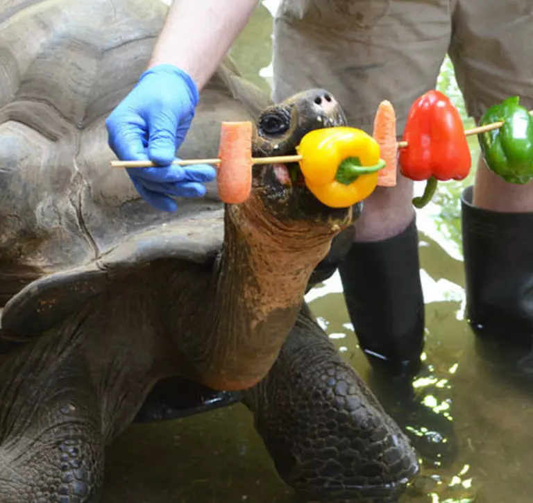 Galapagos tortoise  eating peppers and carrots from a zookeeper 