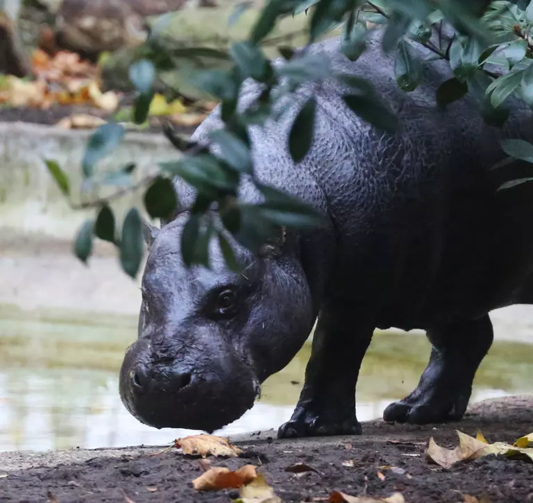 Pygmy hippo at London zoo
