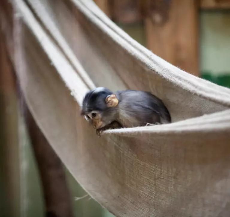 Baby white naped mangabey on a hammock at London Zoo