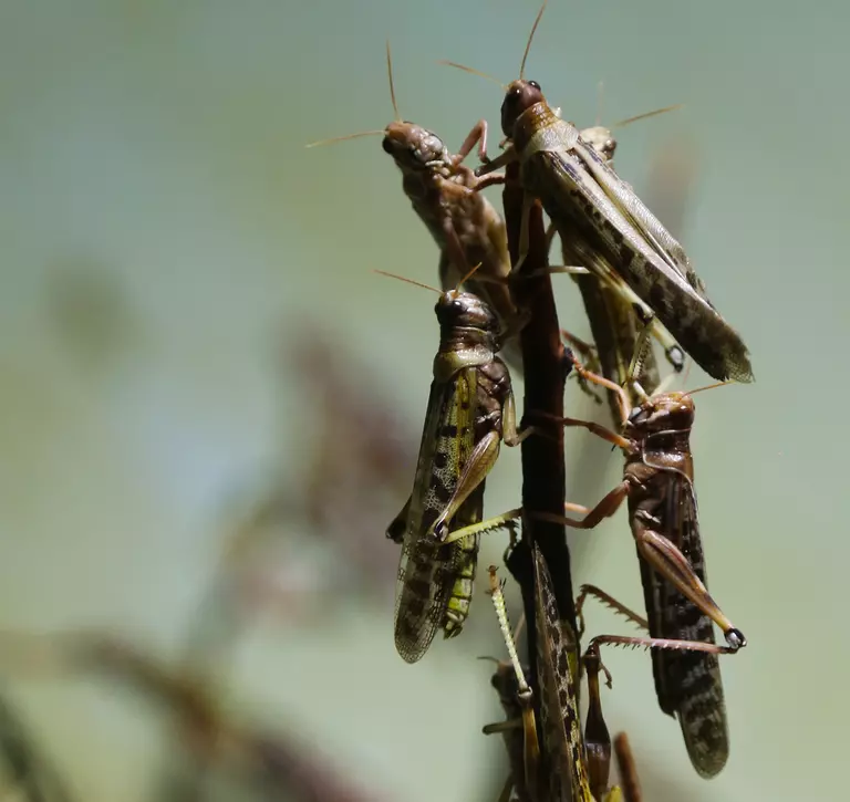Desert locusts at London Zoo