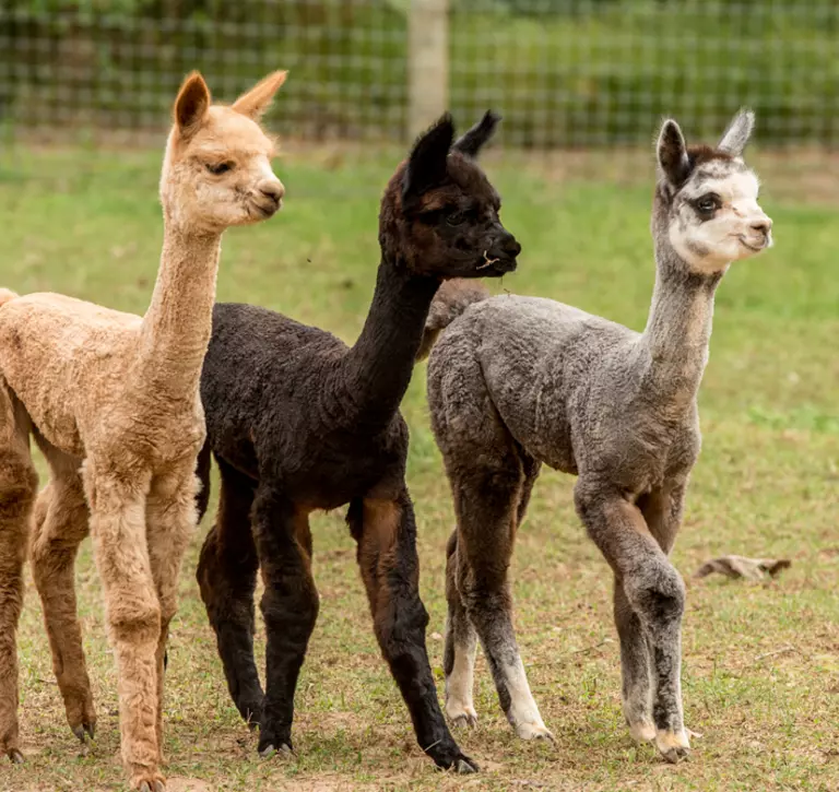 Three alpaca babies 