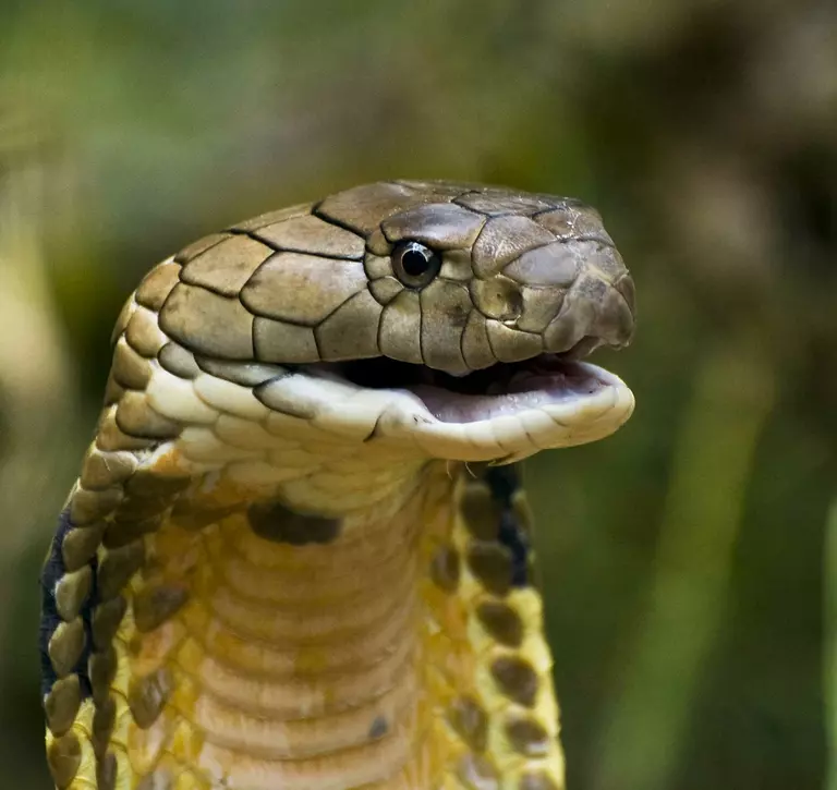 King cobra snake displaying