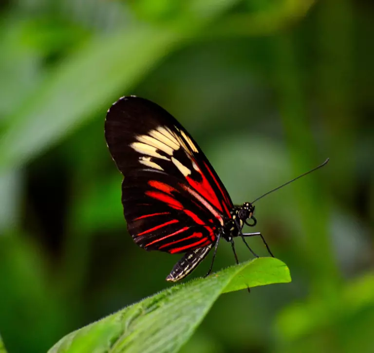 Postman butterfly wings closed on a leaf