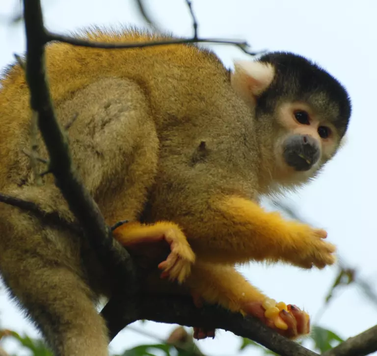 Black-capped squirrel monkey | London Zoo