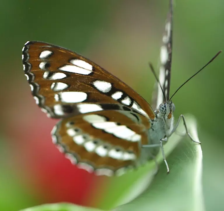 Butterfly close up showing body, legs, wings and antennae 