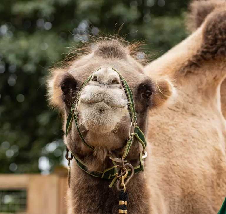 Domestic Bactrian camel Noemie at London Zoo with her harness on, ready for a walk