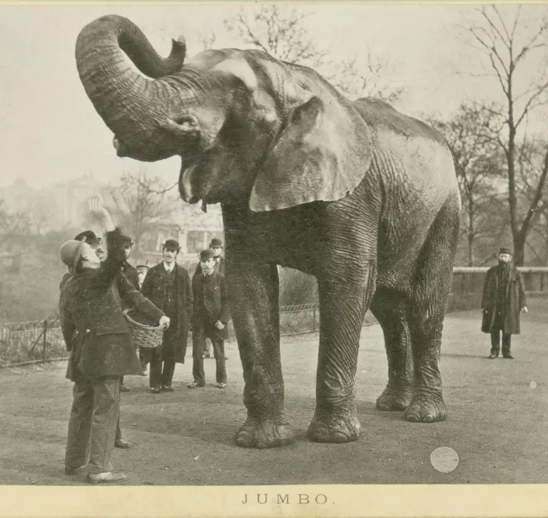 Jumbo the elephant at London Zoo