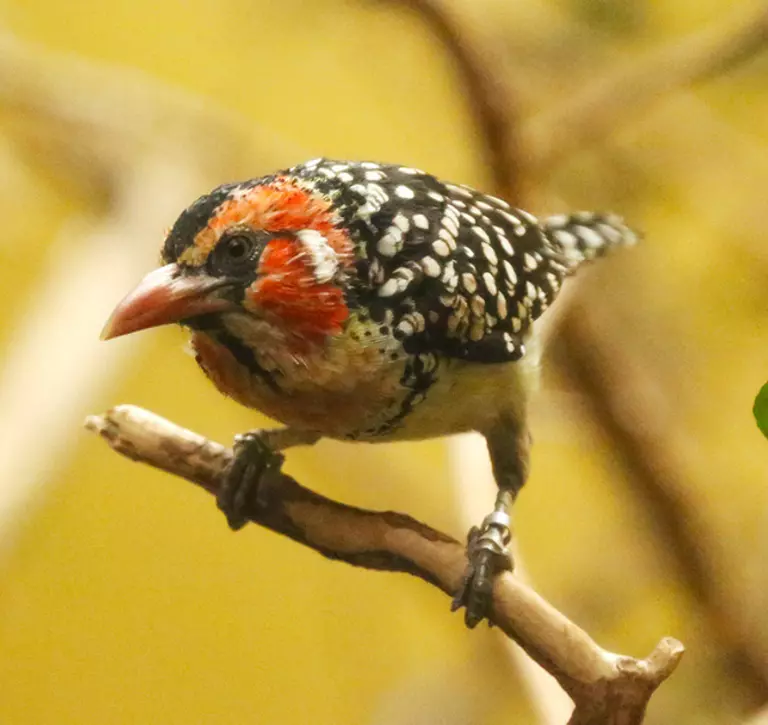 Red and yellow barbet on a branch at London Zoo